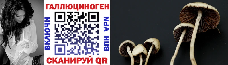 что такое наркотик Обь Галлюциногенные грибы Psilocybine cubensis